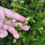 Cuphea hyssopifolia Кветка