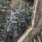 Osmanthus delavayi Alkat (teljes növény)