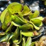 Salvinia biloba Folha