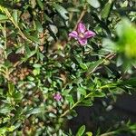 Boronia crenulata Virág