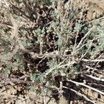 Artemisia frigidaLeaf