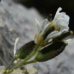 Draba dubia Flower