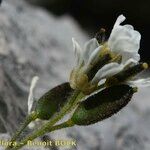 Draba dubia Flor