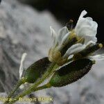 Draba dubia Kvet