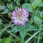 Trifolium pratense 花