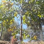 Combretum collinum Leaf