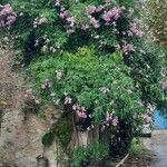 Podranea ricasoliana 形態