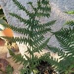 Dryopteris carthusiana برگ