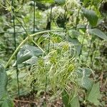 Clematis dioica 花