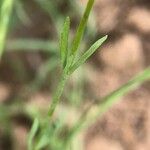 Linaria amethystea Leaf