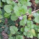 Veronica hederifolia Plante entière