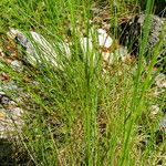 Festuca quadriflora Blad