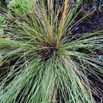 Muhlenbergia capillaris 整株植物