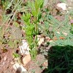 Centaurium erythraea ഇല