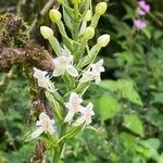 Habenaria monorrhiza Õis