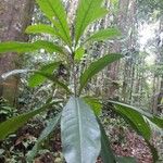Buchenavia guianensis Лист