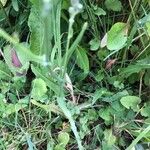 Crepis capillaris Habit