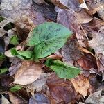 Arum maculatum Foglia