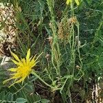 Tragopogon buphthalmoides Habit