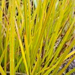 Libertia peregrinans Leaf