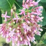 Fuchsia arborescens Flor