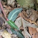 Chimaphila maculata Hoja