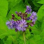 Lactuca alpina Flower