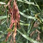 Acacia saligna Fruit