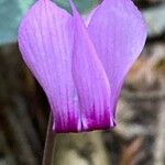 Cyclamen purpurascens Blomma