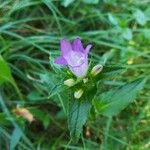 Campanula glomerata Цветок