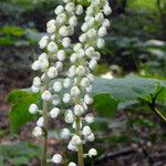 Actaea elata Flower