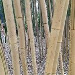 Phyllostachys vivax 树皮