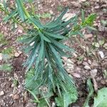Euphorbia segetalis Leaf
