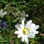 Leucanthemopsis alpina 花