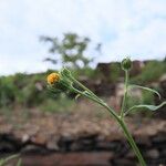 Bidens subalternansFlower