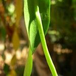 Ophioglossum pendulum Vrucht