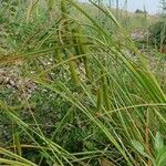 Carex pseudocyperus ഫലം