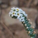 Heliotropium europaeumFlower