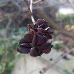 Exochorda racemosa Frucht