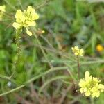 Rapistrum rugosum Blomma