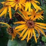 Ligularia dentata Λουλούδι