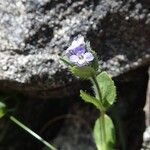 Veronica alpina Blomma