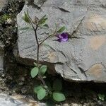 Chaenorhinum rubrifolium 整株植物