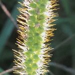 Setaria pumila Blüte