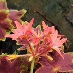 Pelargonium inquinans Blomst