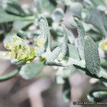 Grayia spinosa Flower