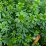 Galium sylvaticum Folha