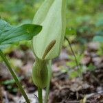 Arum maculatumKvet