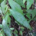 Ageratina riparia Folha