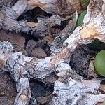 Conophytum truncatum Bark